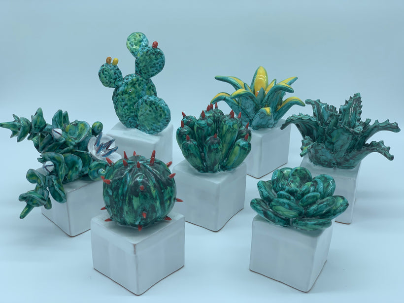 Cactus collection