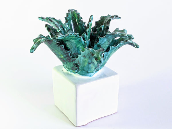 Cactus plant